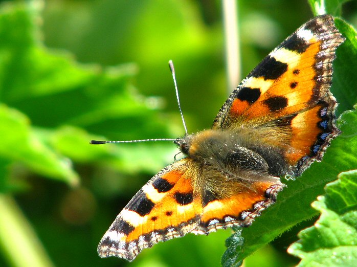 Small Tortoiseshell, Slapton