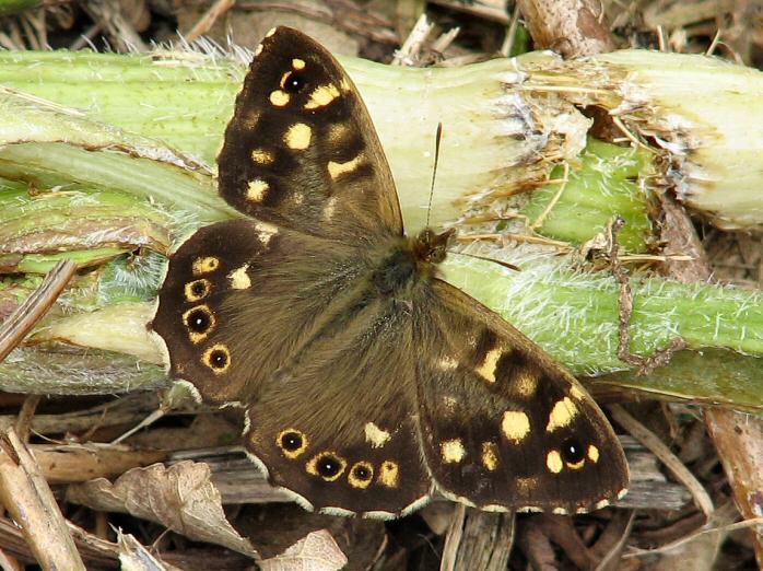 Speckled Wood, Slapton Ley