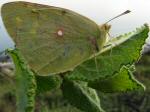 Clouded Yellow