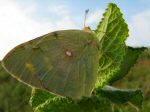 Clouded Yellow