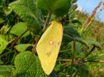 Clouded Yellow