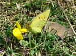 Clouded Yellow