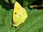 Clouded Yellow