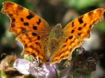 Comma, Slapton Ley