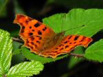 Comma, Cotehele Gardens