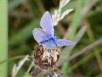 Common Blue, Bedruthan Steps