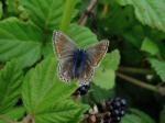 Common Blue