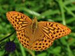 Dark Green Fritillary