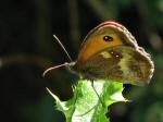 Gatekeeper, Whitsand Bay, Cornwall