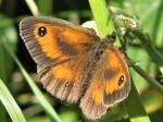 Gatekeeper, Whitsand Bay, Cornwall