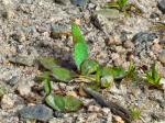 Green Hairstreak