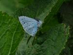 Holly Blue