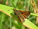 Large Skipper, Coleton Fishacre