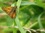 Large Skipper, Coleton Fishacre