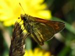 Large Skipper,Tintagel