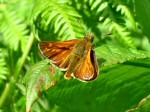 Large Skipper