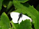 Large White