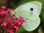 Large White