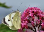 Large White butterflies