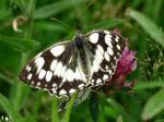 Marbled White, Penlee Point