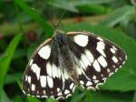 Marbled Whites