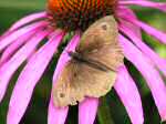 Meadow Brown, Cotehele Gardens