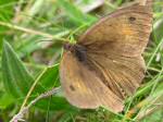 Meadow Brown, Tintagel