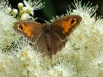 Meadow Brown