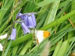 Orange Tip - Male