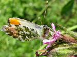 Orange Tips