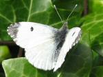 Orange Tips