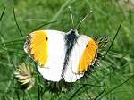 Orange Tips