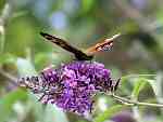 Peacock Butterfly, Cotehele