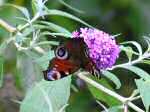 Peacock Butterfly, Cotehele Gardens