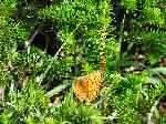 Small Pearl-bordered Fritillary