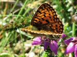 Small Pearl-bordered Fritillary