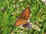 Small Pearl-bordered Fritillary