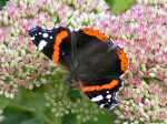 Red Admiral - Cotehele Gradens