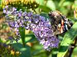 Red Admiral