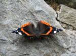 Red Admiral, Rame Head