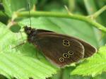 Ringlet