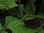 Ringlet