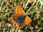 Small Copper - Lundy Beach