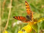 Small Copper