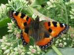 Small Tortoiseshell, Cotehele Gardens