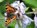 Small Tortoiseshell, Cotehele Gardens