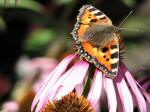 Small Tortoiseshell, Cotehele Gardens