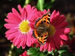 Small Tortoiseshell, Plymouth Hoe