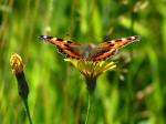 Small Tortoiseshell, Plymouth Hoe