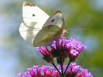 Small White Butterfly, Cotehele Gardens